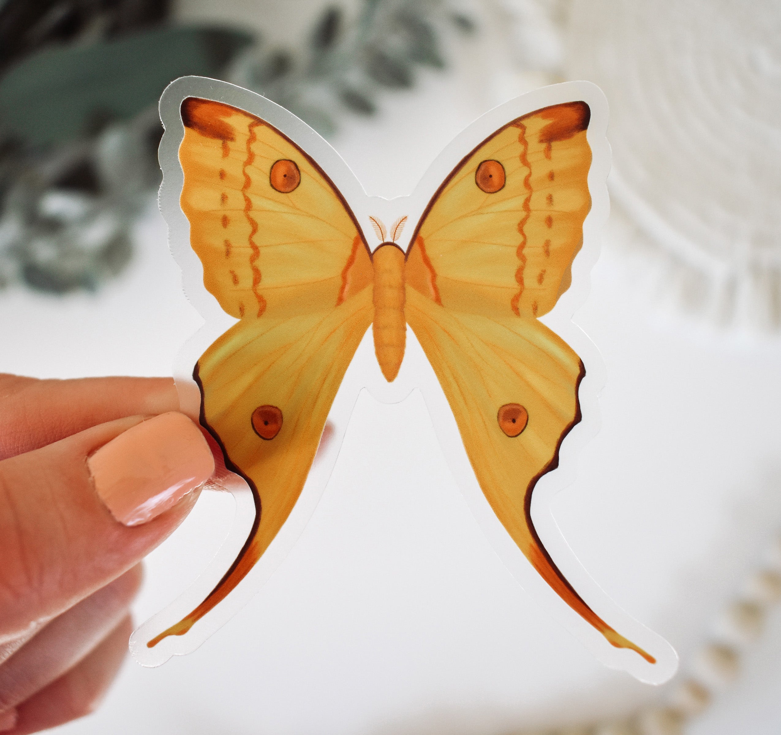 Yellow comet moth sticker