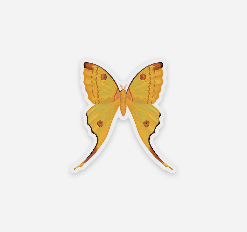 Yellow comet moth sticker