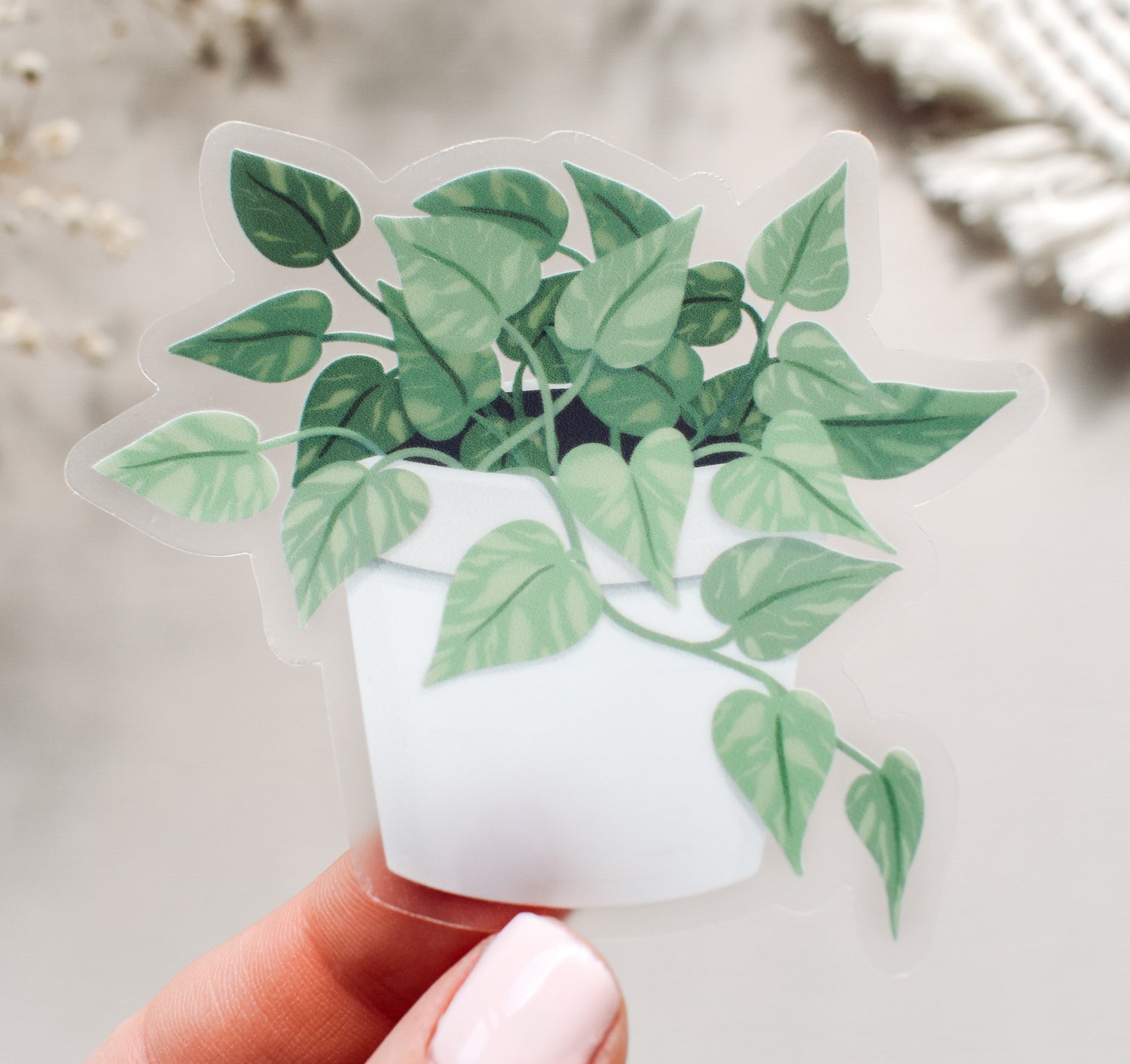 Marble Queen pothos plant sticker