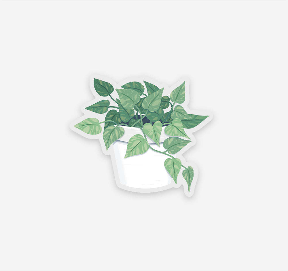 Marble Queen pothos plant sticker