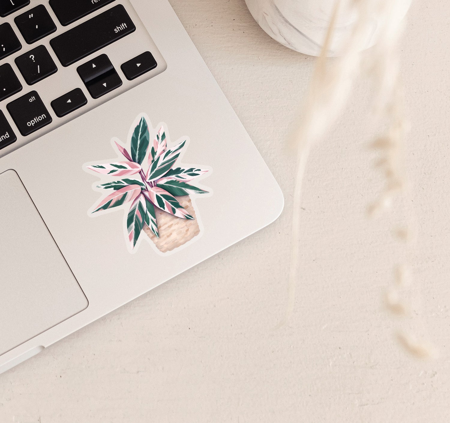 Pink and green Stromanthe Triostar plant sticker