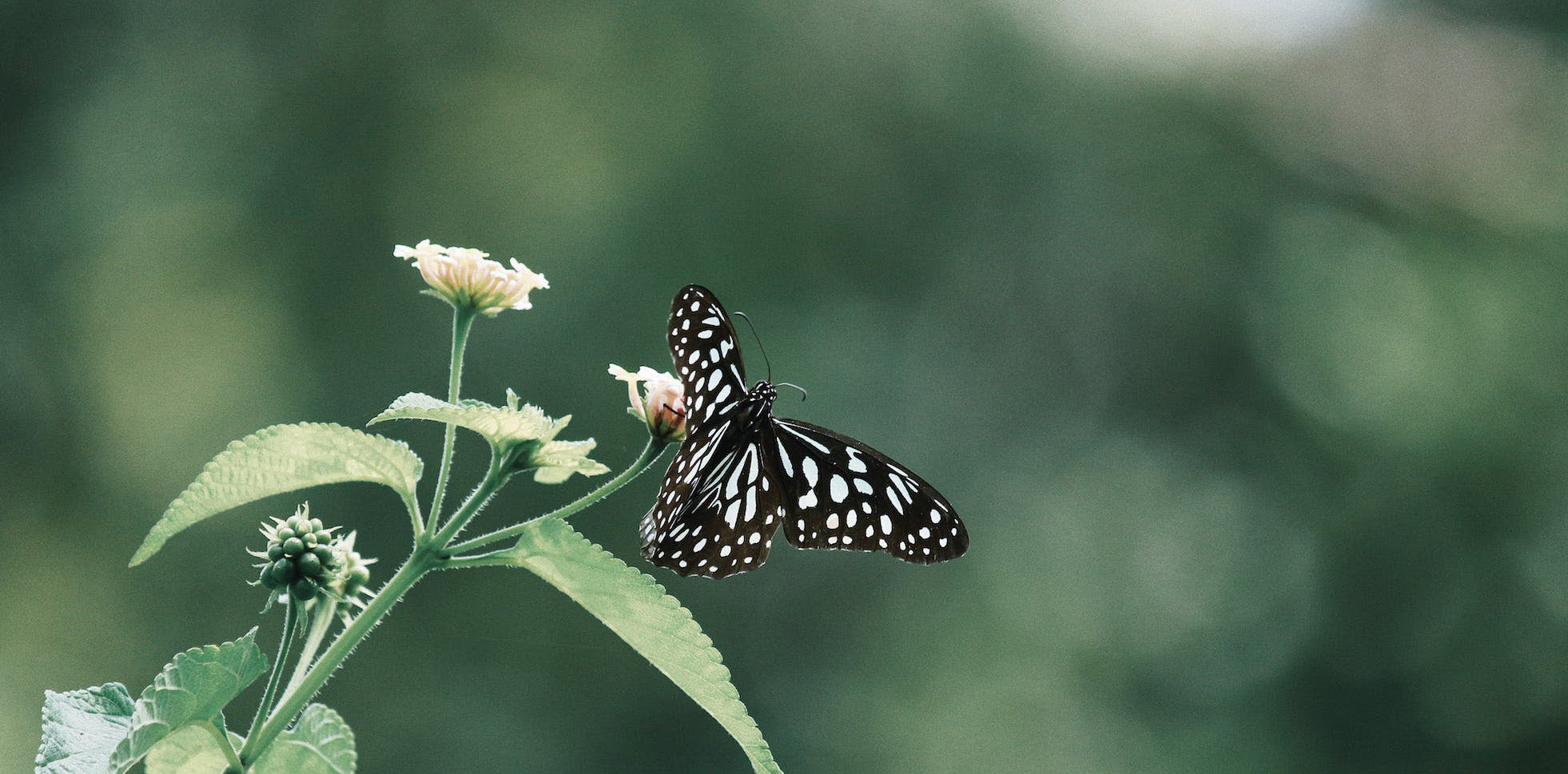 Nature & Floral