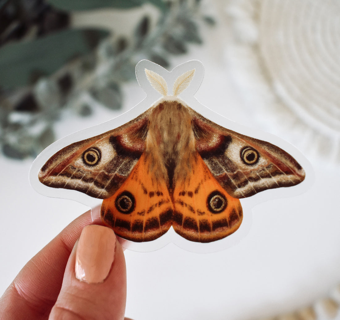 Emperor moth sticker
