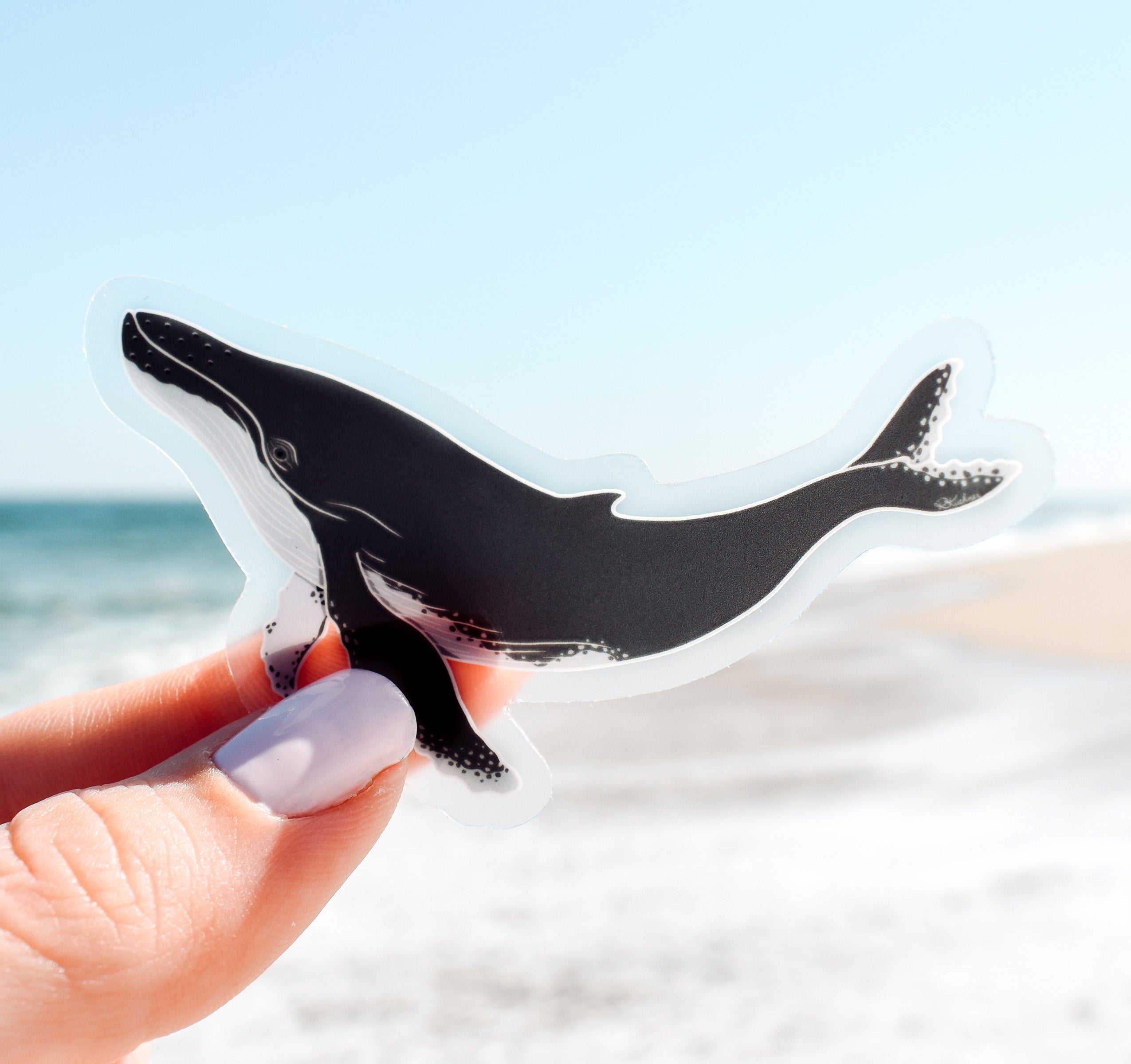 Humpback whale sticker