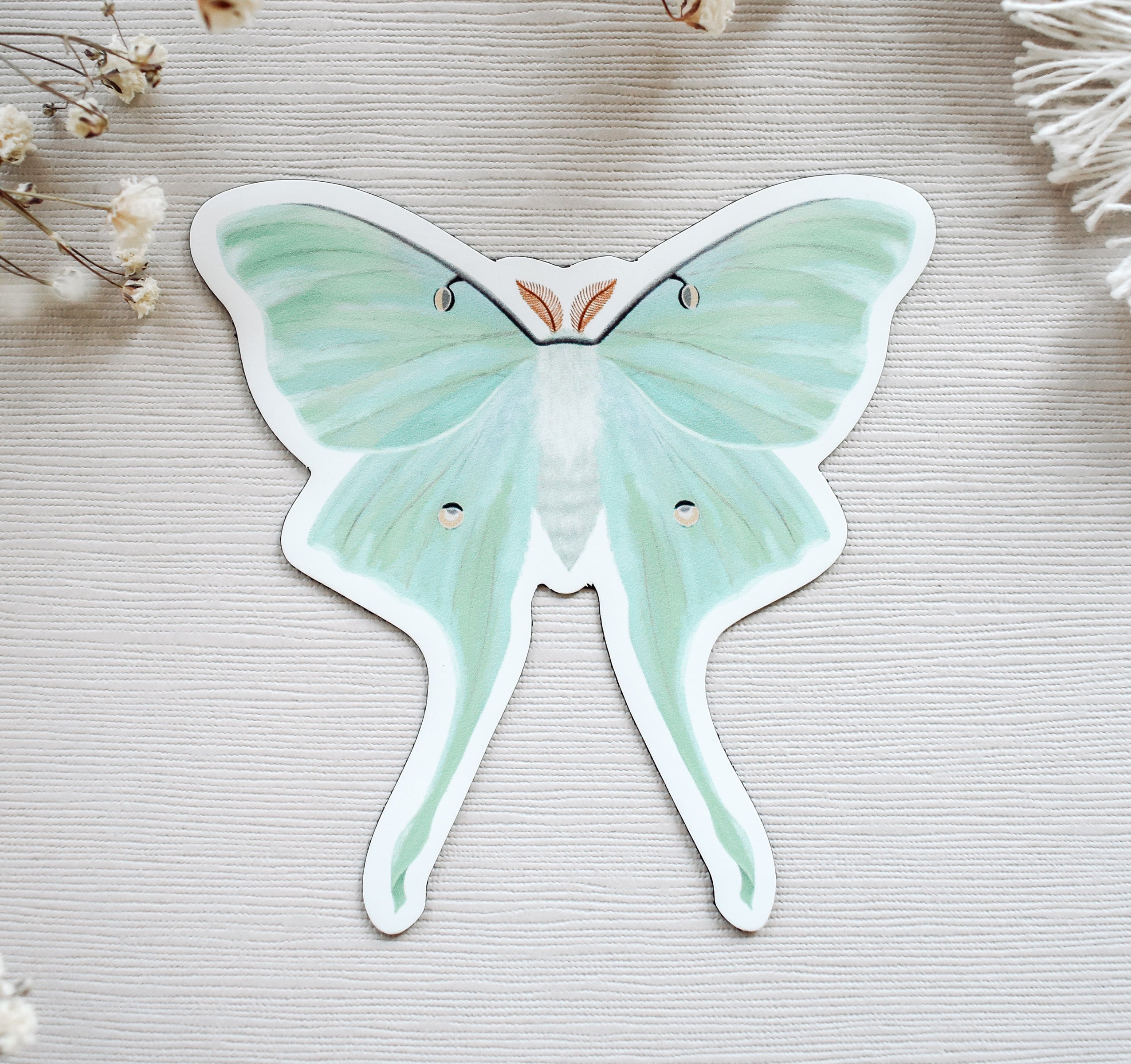 A Luna Moth magnet