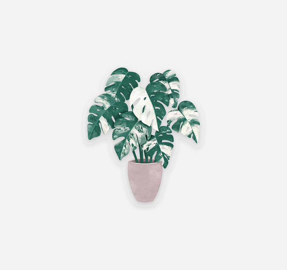 Monstera Albo Borsigiana art as a clear vinyl decal