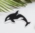 A magnet of an orca whale set on a white background with palm leaves.