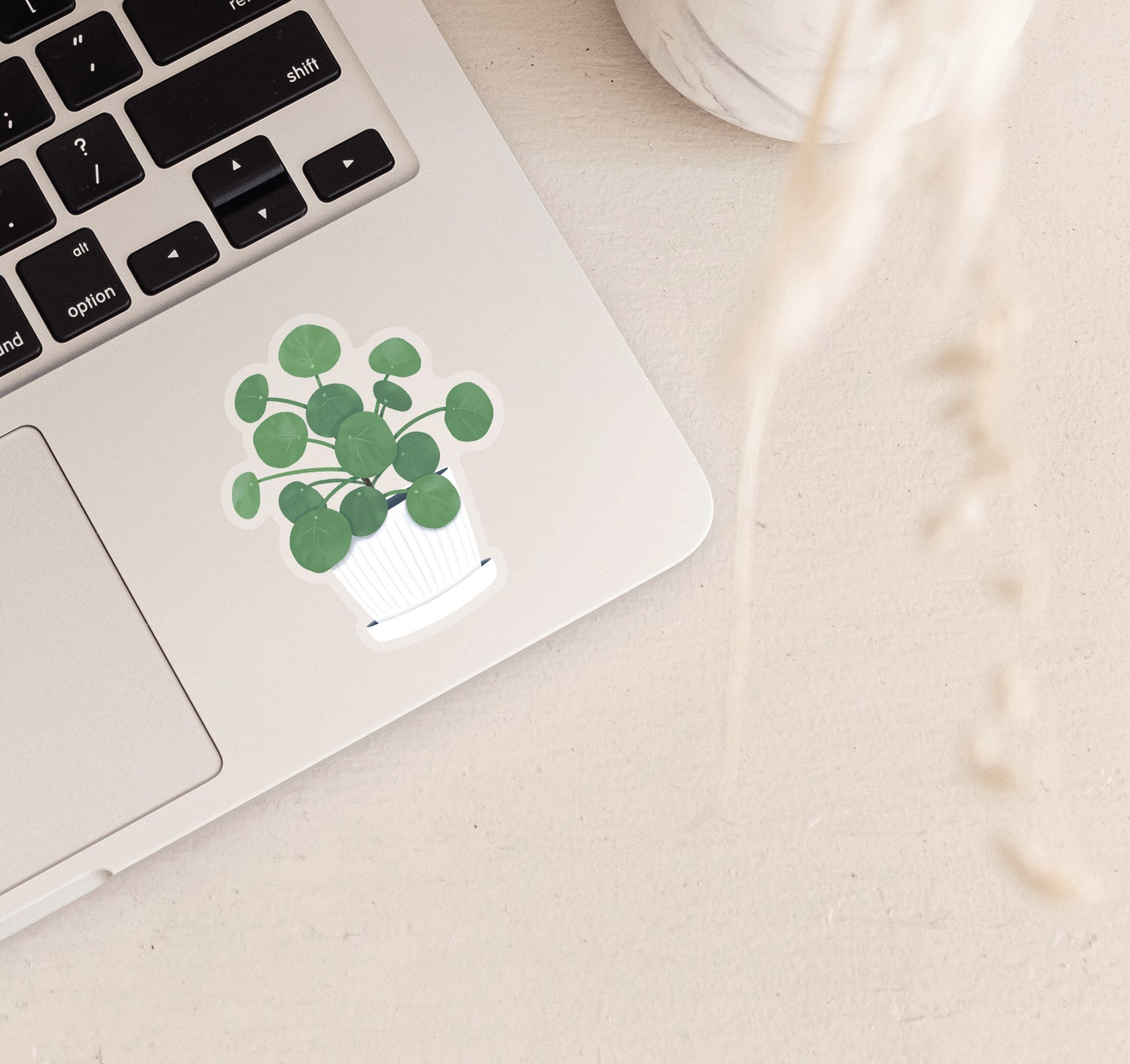 Chinese money plant laptop sticker, which is also known as pilea peperomioides