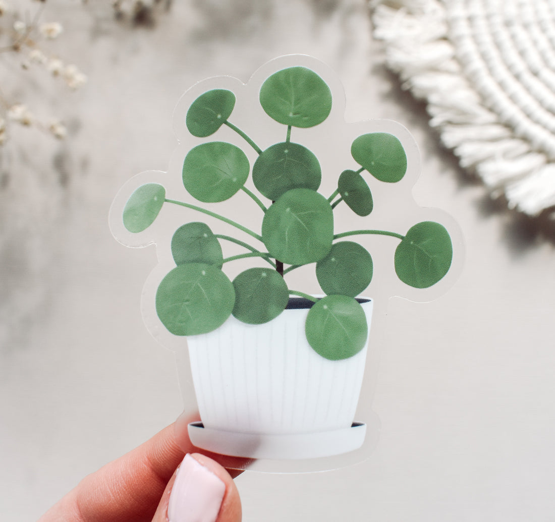 Chinese money plant sticker, which is also known as pilea peperomioides