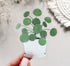 Chinese money plant sticker, which is also known as pilea peperomioides