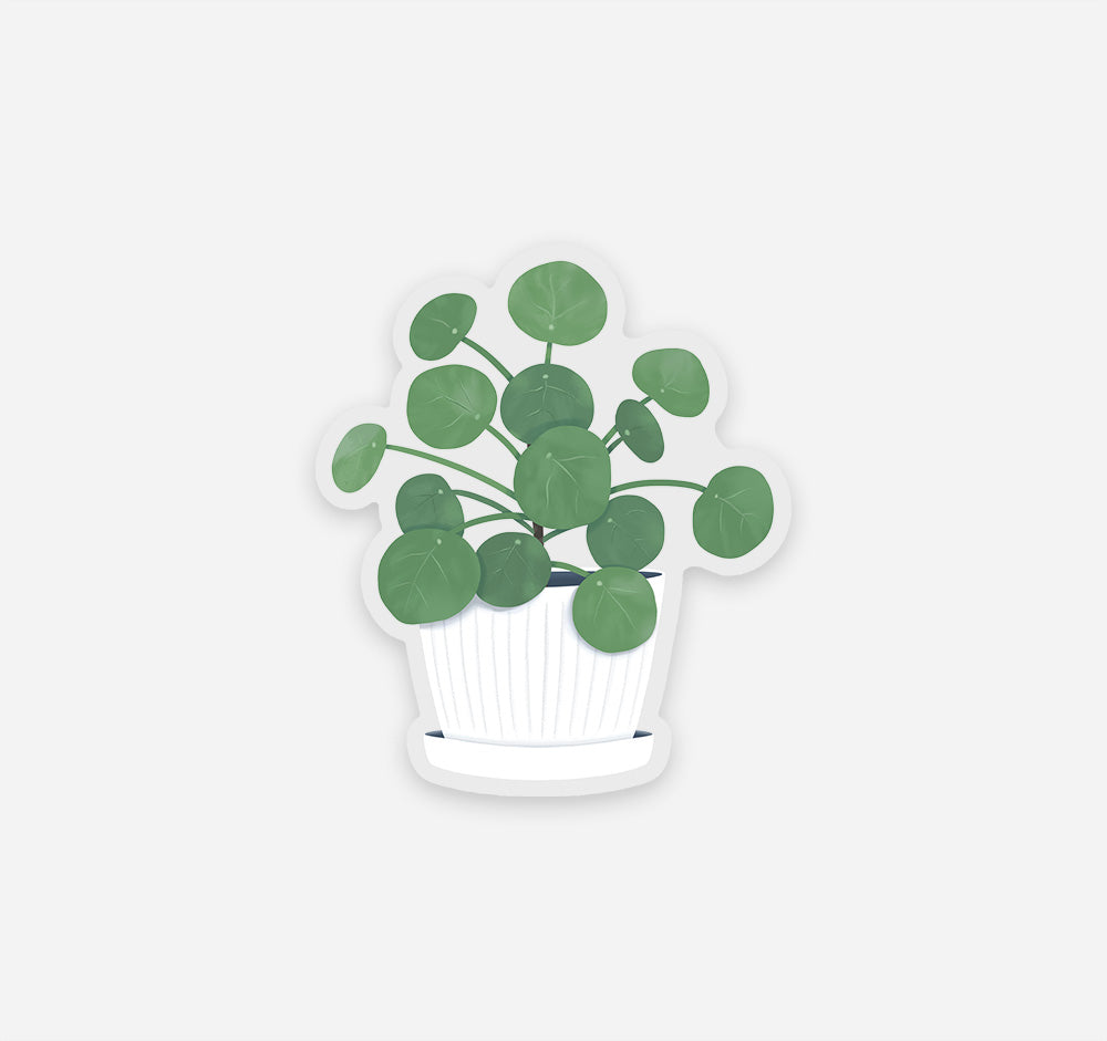 Chinese money plant sticker, which is also known as pilea peperomioides