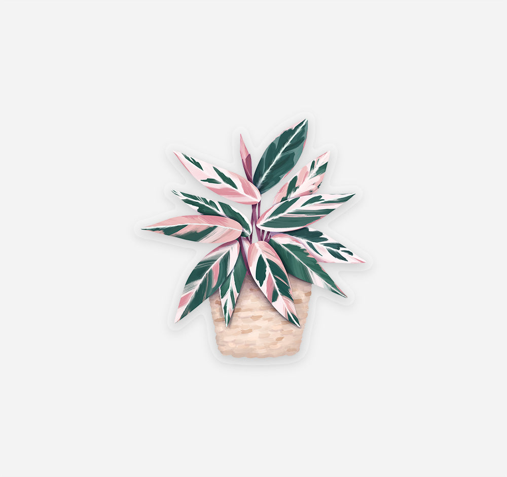 Pink and green Stromanthe Triostar plant sticker