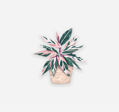Pink and green Stromanthe Triostar plant sticker