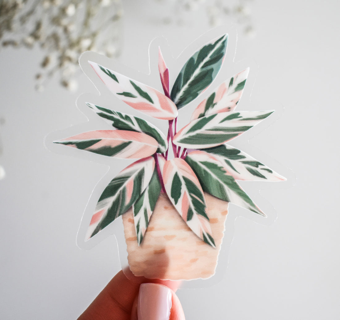 Pink and green Stromanthe Triostar plant sticker